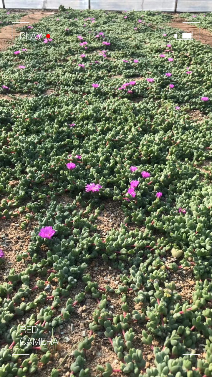 多肉植物基地之如何养好碧玉莲干货分享