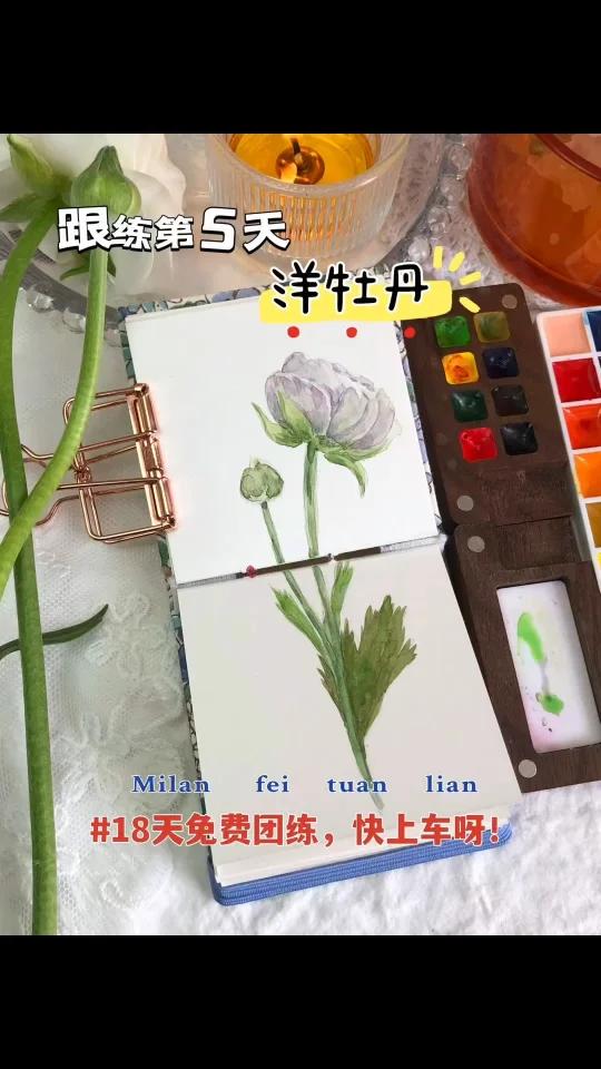 18天水彩团练小课5|洋牡丹|视频讲解