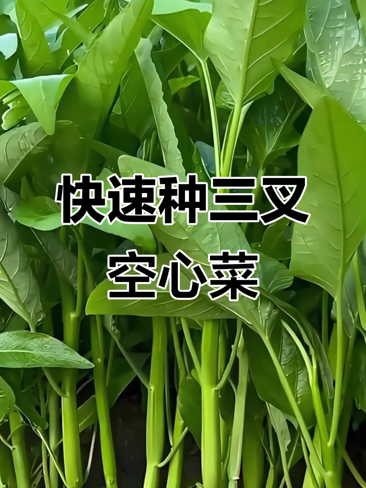 三叉空心菜高效种植技巧,20天收获嫩芽!