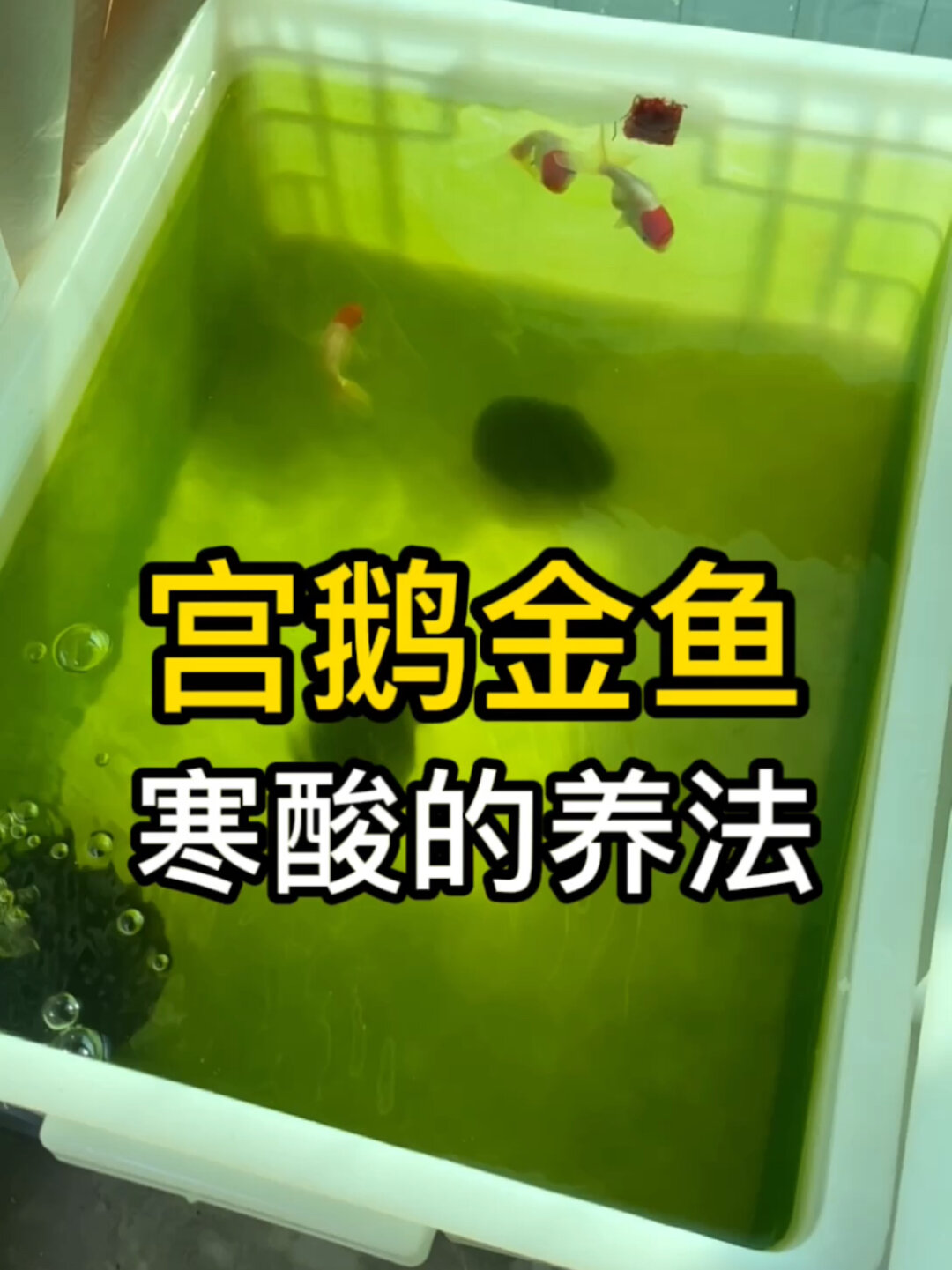 用寒酸的设备养好宫廷鹅头红金鱼,养鱼新手