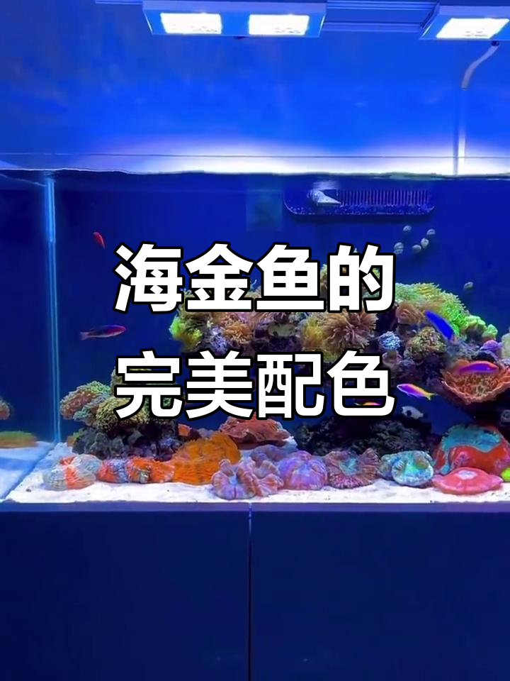 海金鱼色彩搭配大揭秘,绝佳配色让你眼前一亮