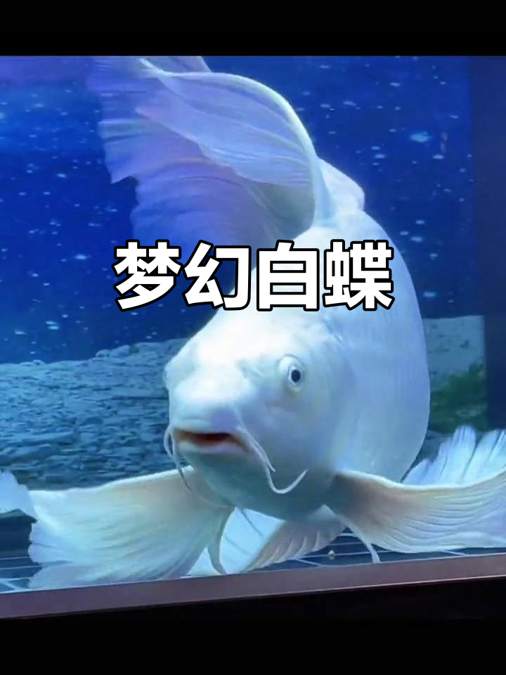 白蝴蝶鲤鱼,如梦似幻,尾鳍轻舞,星光闪烁