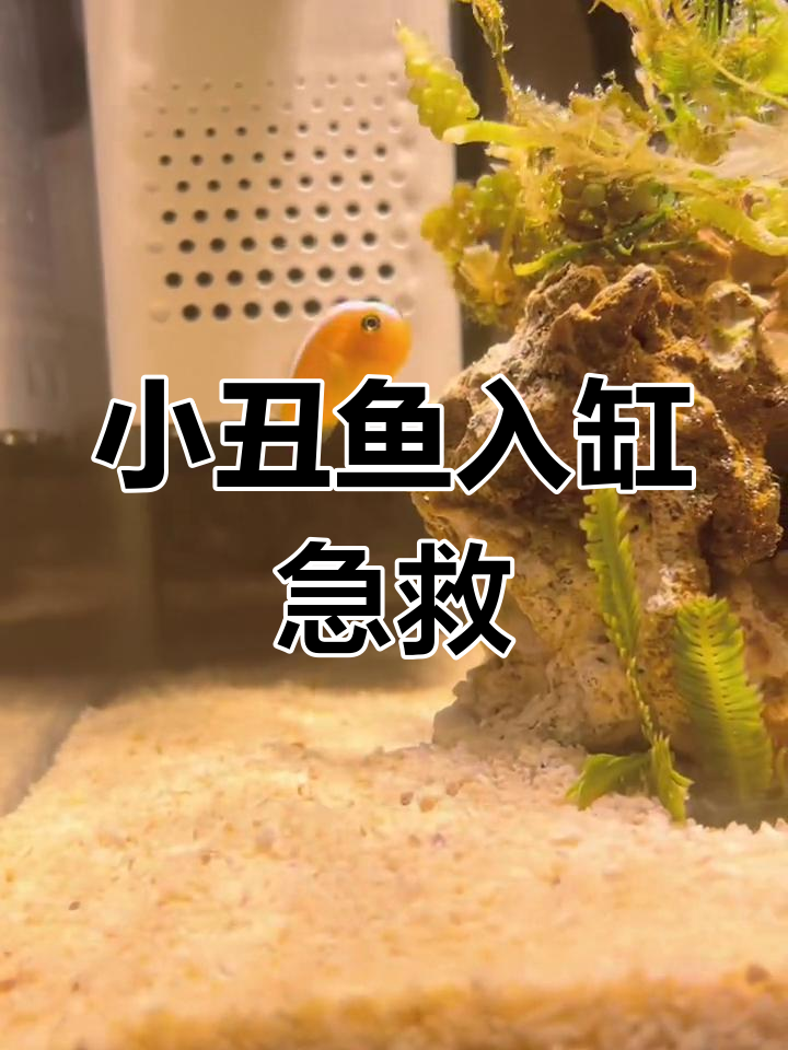两条迷你银背小丑鱼入缸,状态不佳紧急打氧