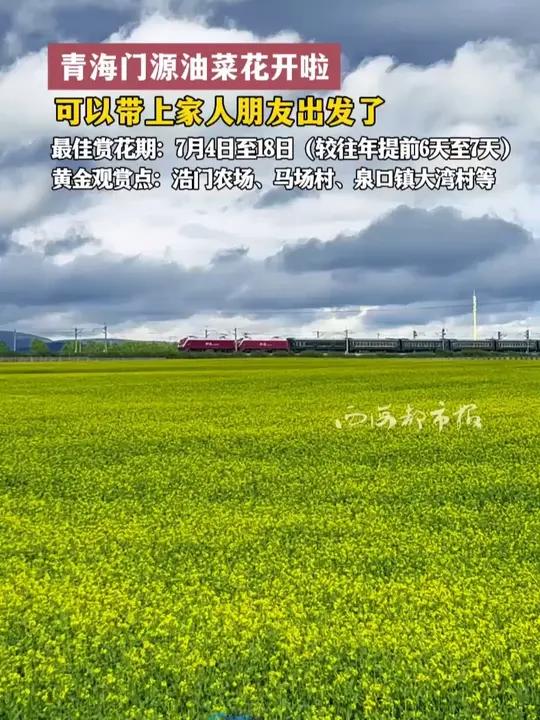 青海门源油菜花开啦 可以带上家人朋友出发了 最佳赏花期：7月4日至18日（较往年提前6天至