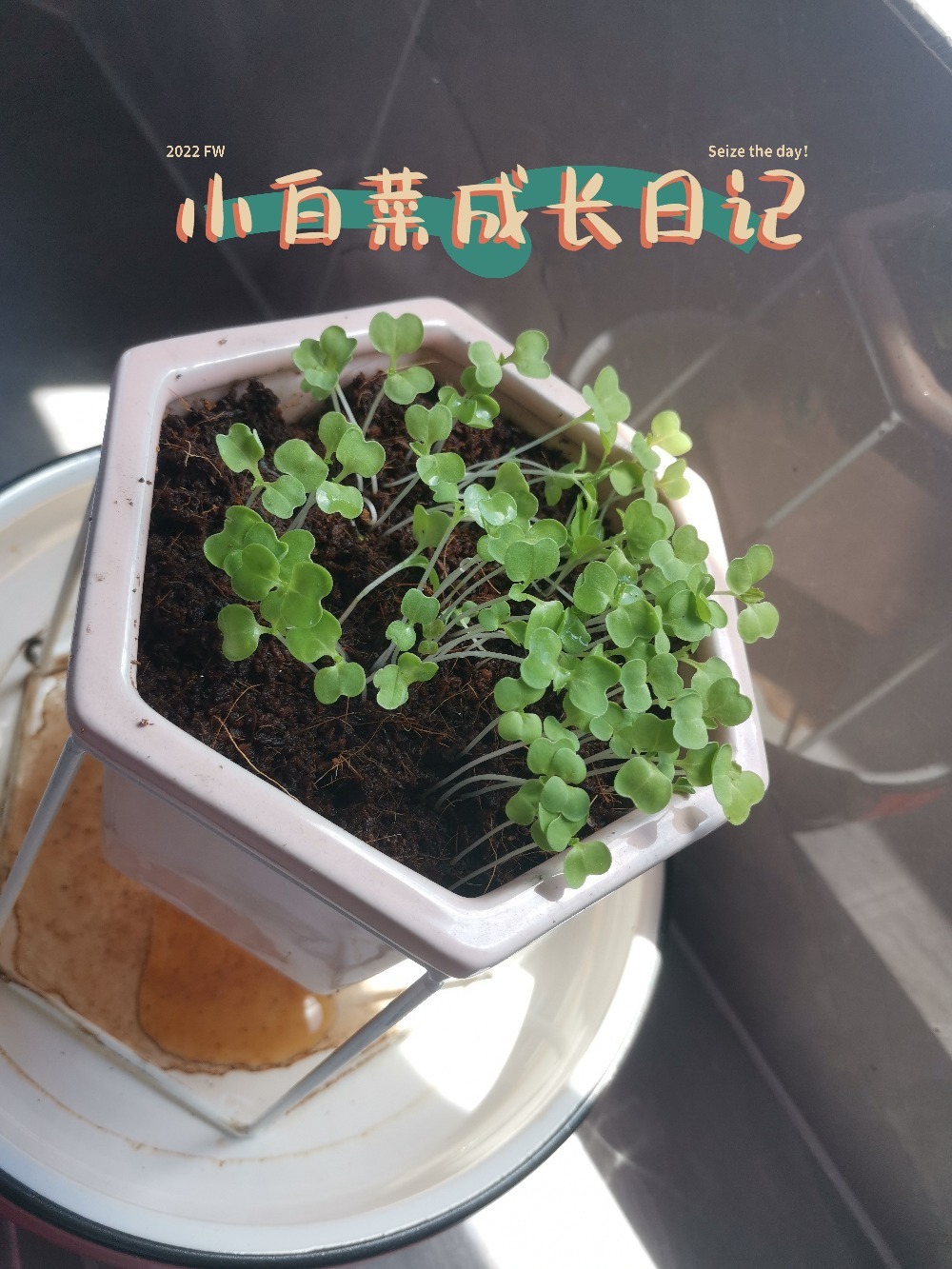 小白菜成长观察日记