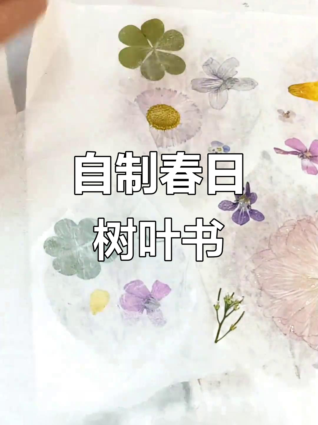 春天树叶书制作全攻略,打造个性化植物标本