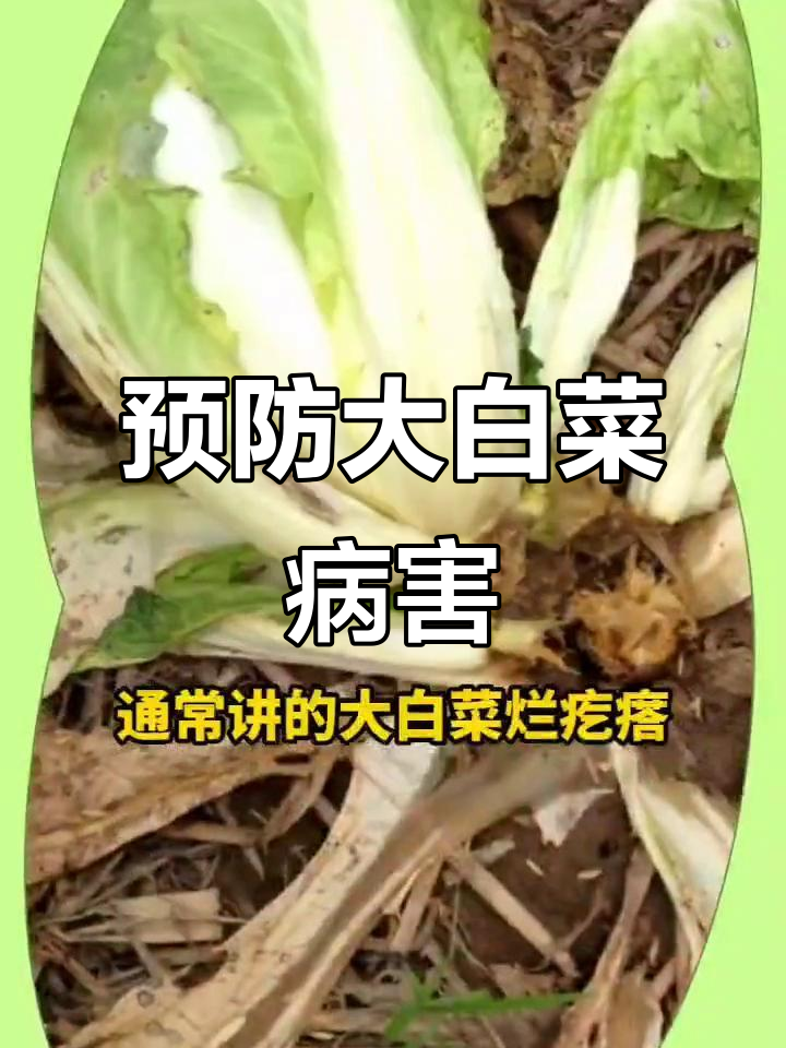 大白菜软腐病根腐病的防治技巧,轻松搞定三大病害