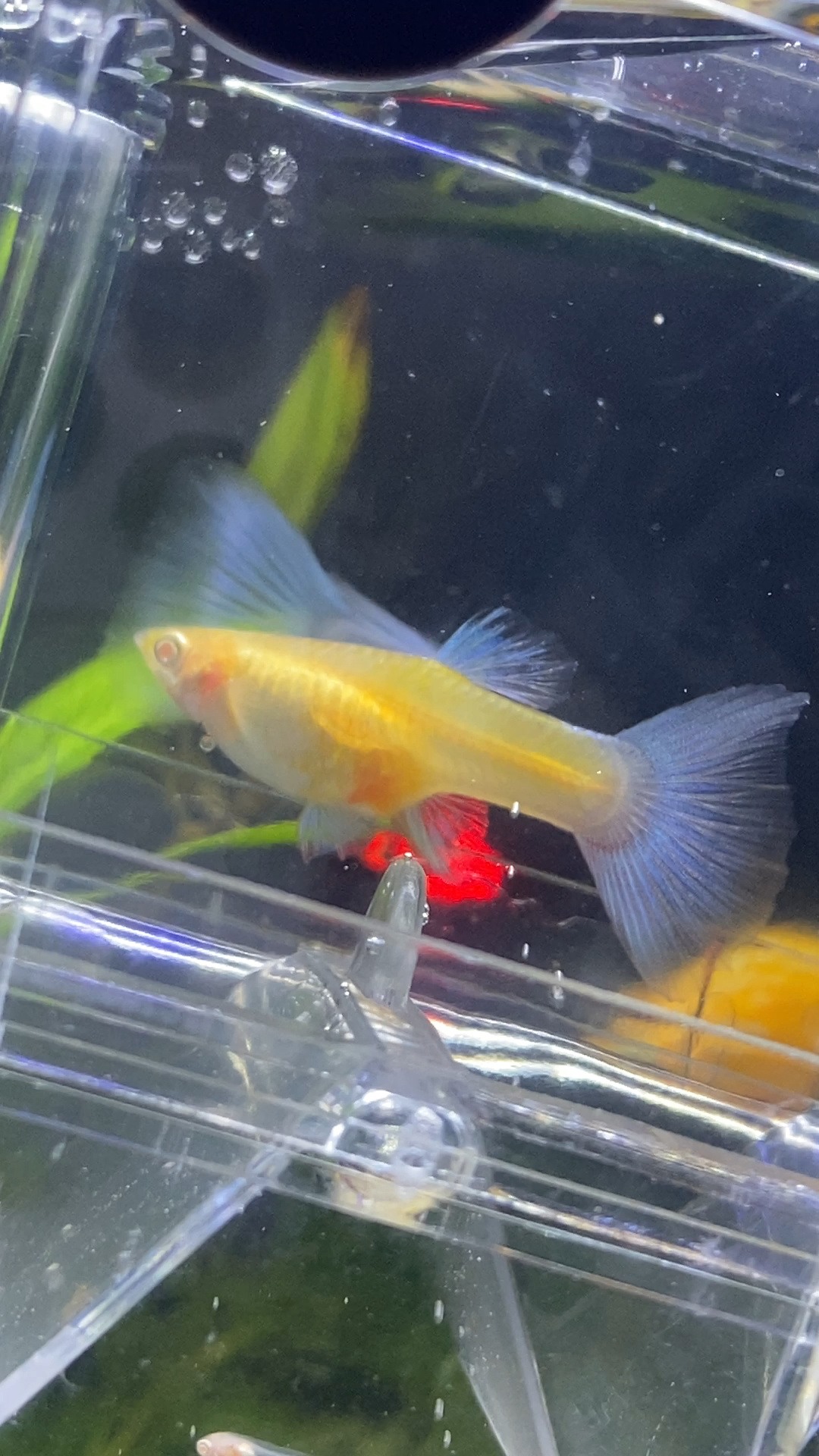 孔雀鱼下崽崽全过程