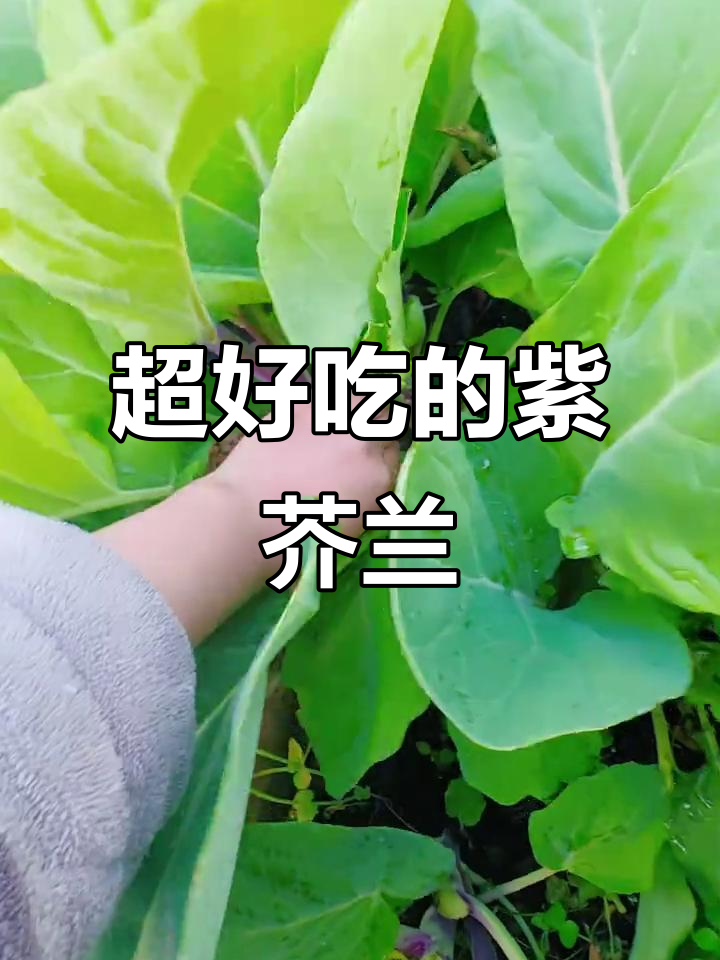 紫色芥兰长得太快了，开花结果一气呵成！