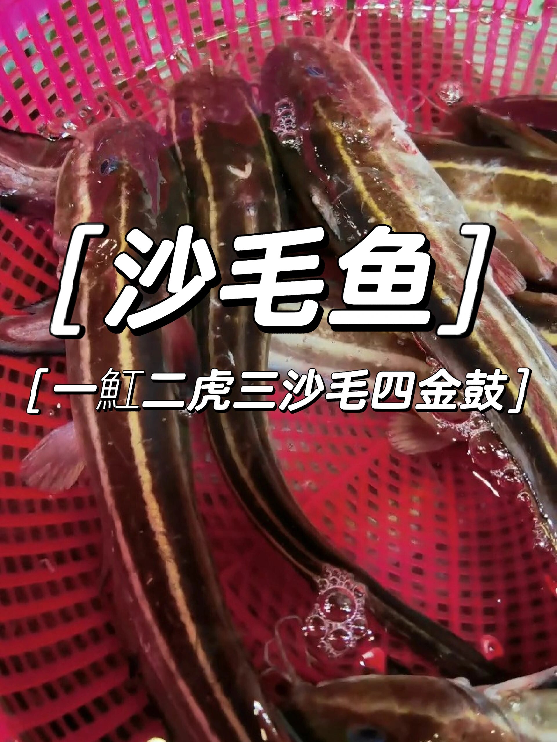 沙毛鱼 一魟二虎三沙毛四金鼓