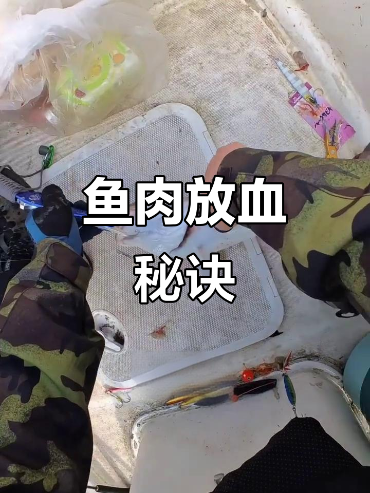 放血后的鱼更鲜嫩，划开鳃部让血液流尽，口感提升明显