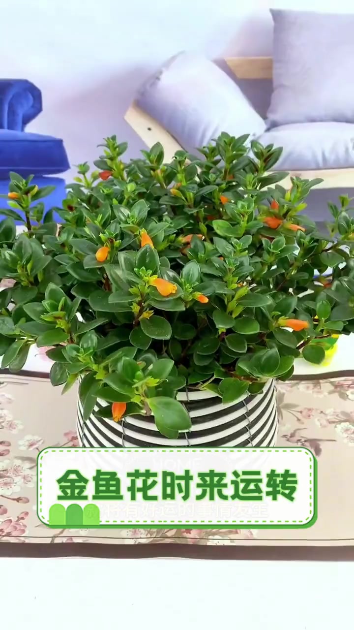 金鱼花时来运转