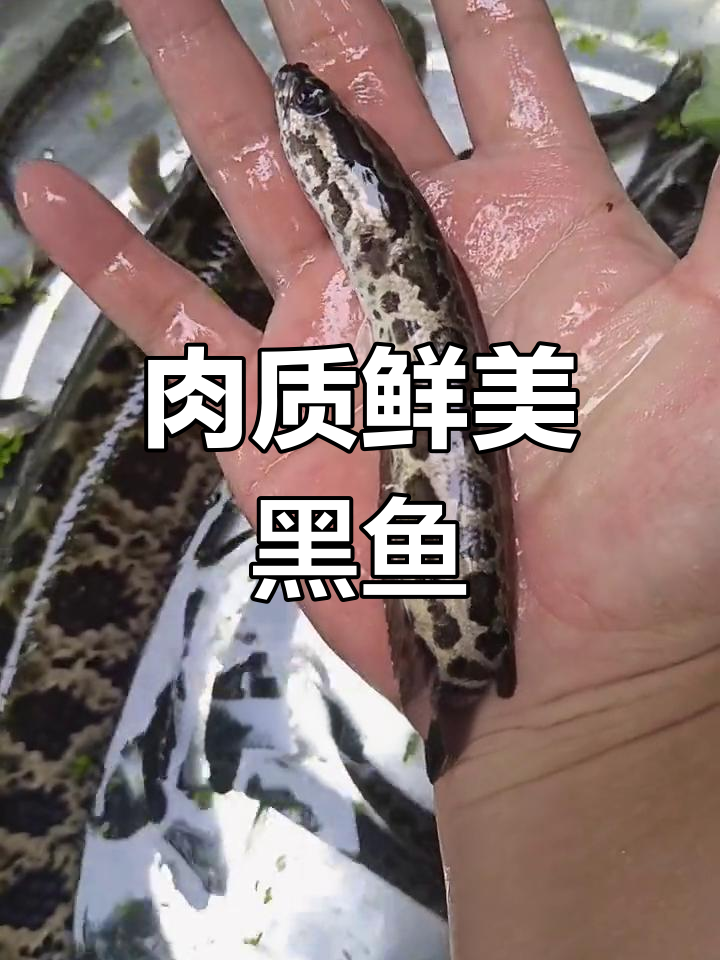 黑鱼:寿命长、生长快,养殖简单