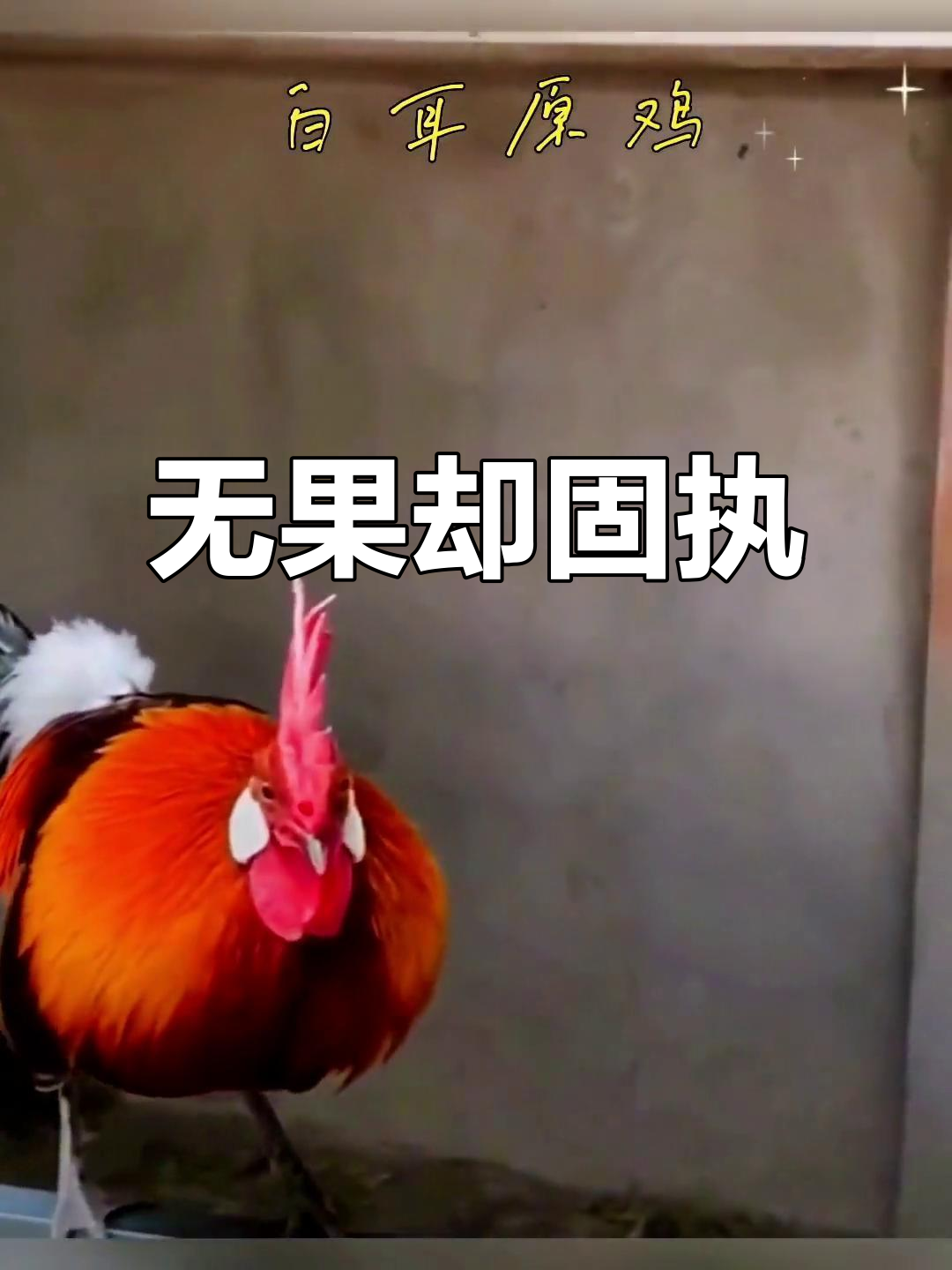 明明知道无果,为何还要坚持?原鸡养殖的执着与困境