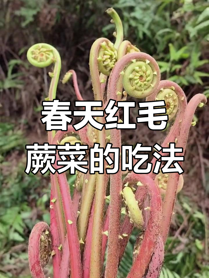 红毛蕨菜炒腊肉，春天的味道超赞！