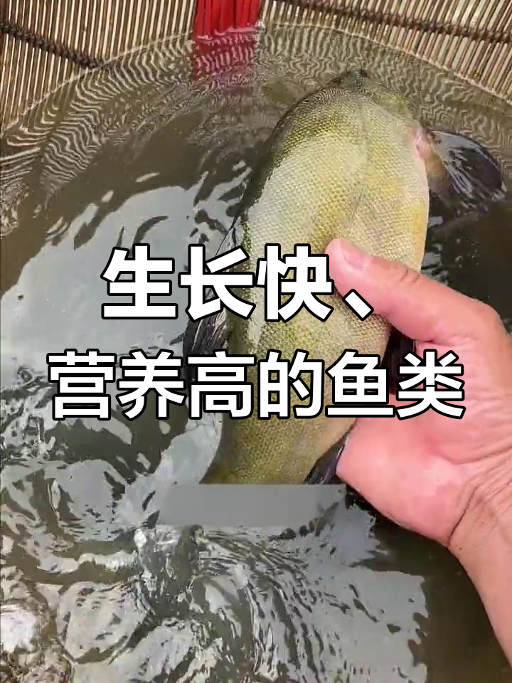 丁桂鱼:高蛋白淡水养殖品种