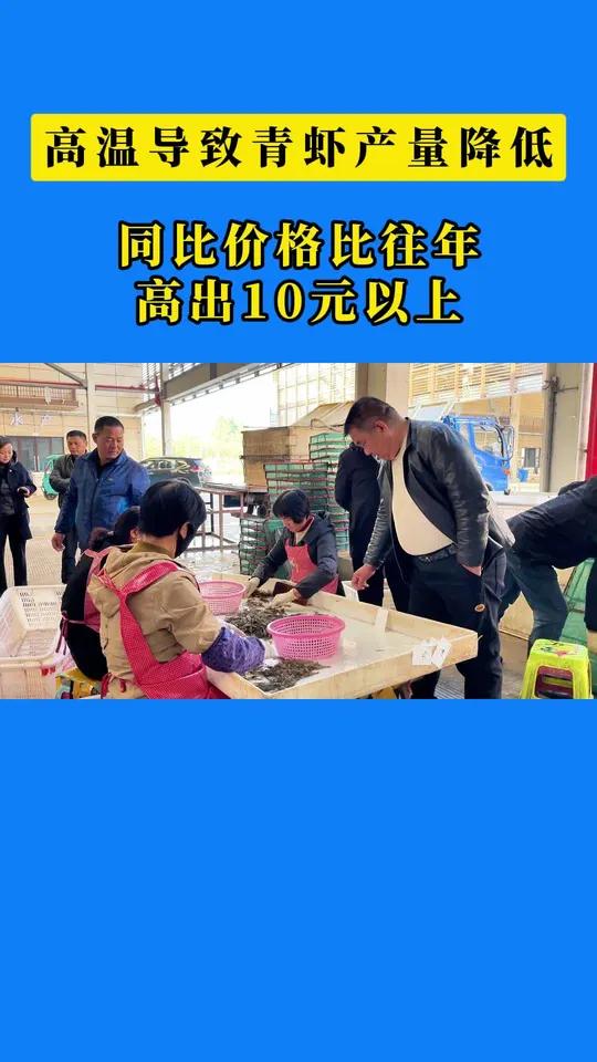 今年高温影响溧阳青虾减产,价格同比往年要高出10元以上,大虾卖到110元,市场供不应求。水