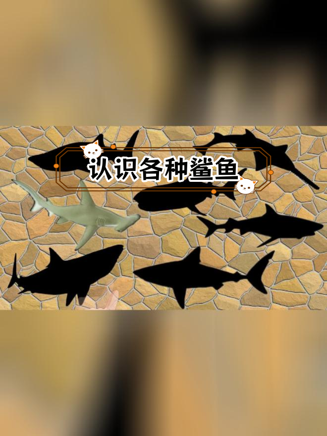 七种鲨鱼大揭秘,巨齿鲨、虎鲨全解析