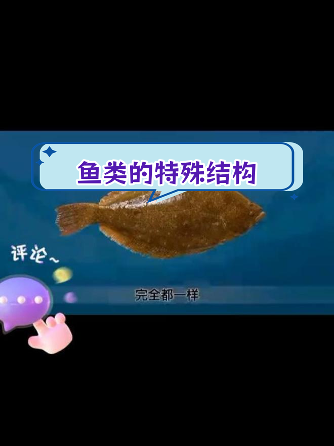 牙平鱼的独特身体构造解析