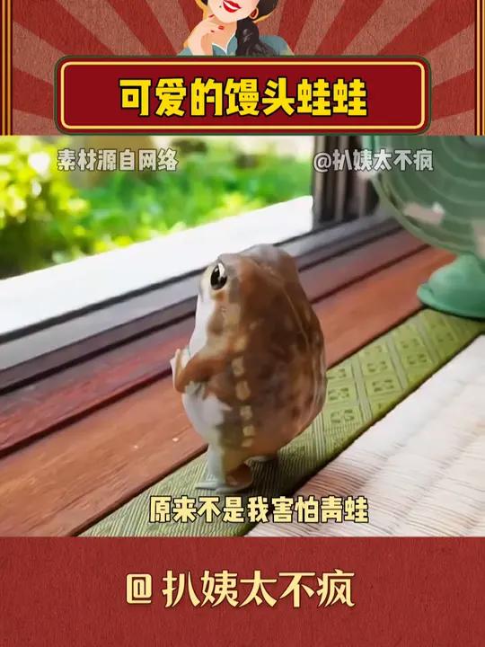 小鼻嘎大点的青蛙也太可爱了吧 馒头蛙 科普 有趣