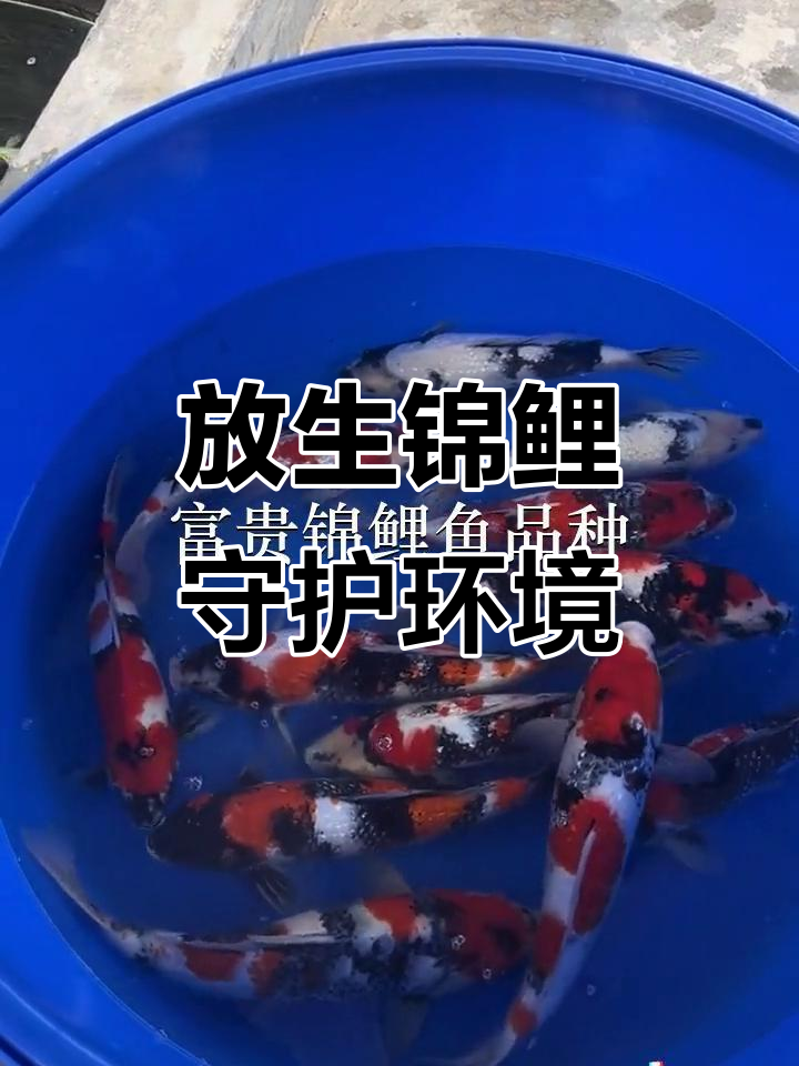 东莞桥头与深圳西丽鱼苗场:放生锦鲤,助力生态平衡