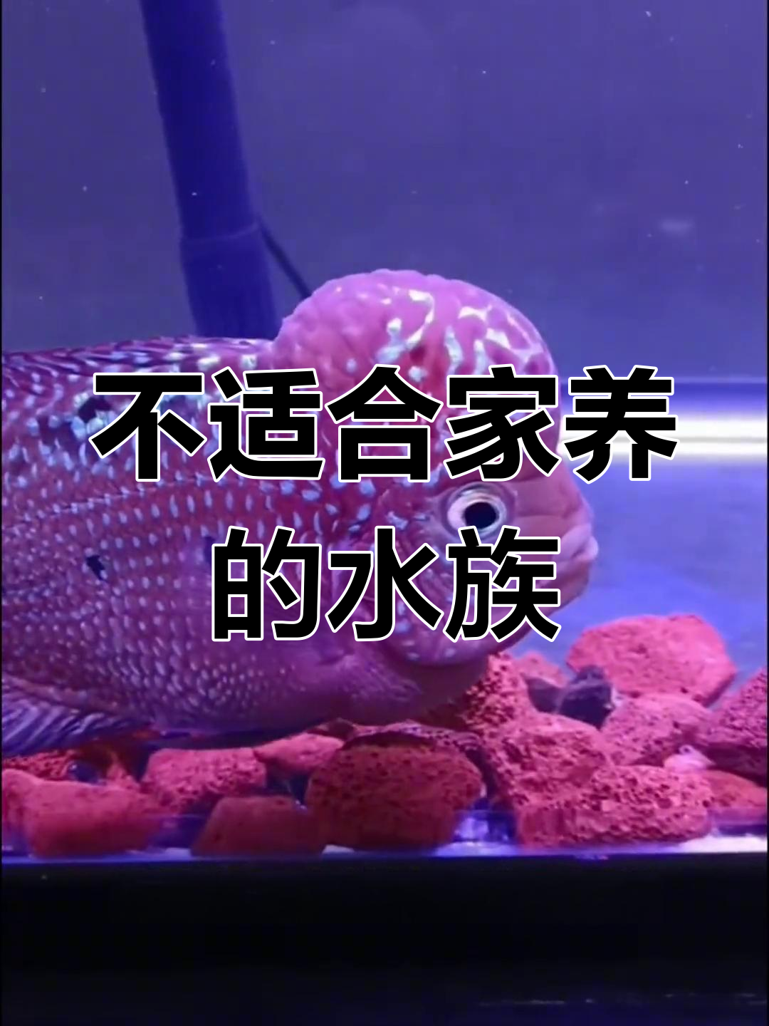 十大不适合家庭养的观赏鱼