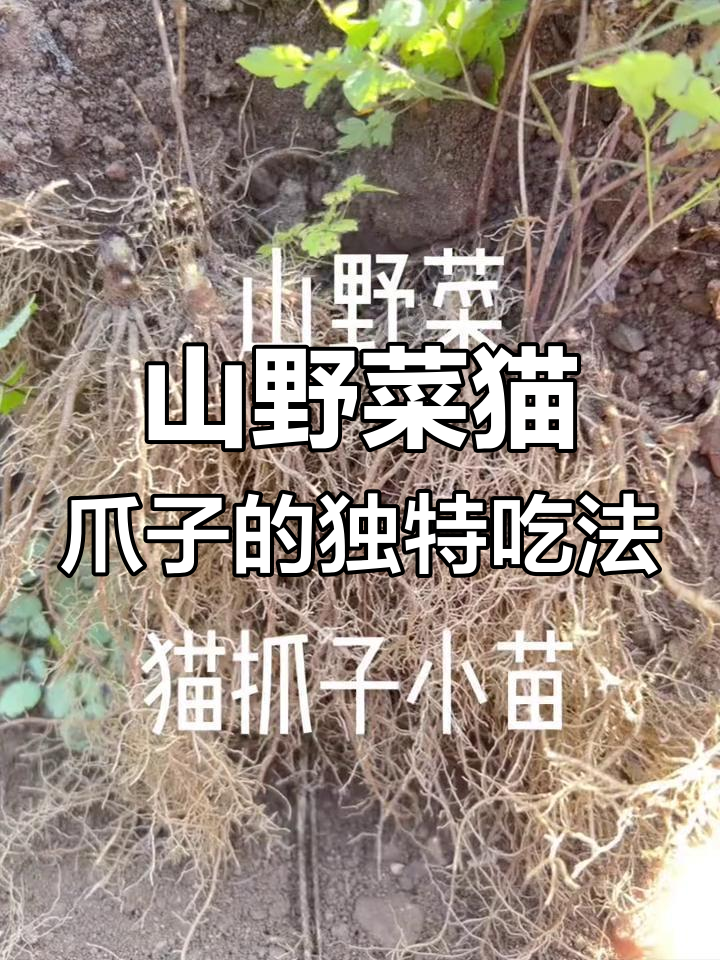 猫爪子山野菜,脆嫩清凉,火锅蘸酱包饺子都超美味