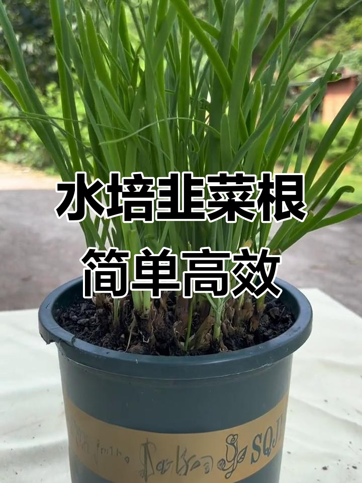 韭菜根种植技巧:选对品种,轻松水培,三天发芽