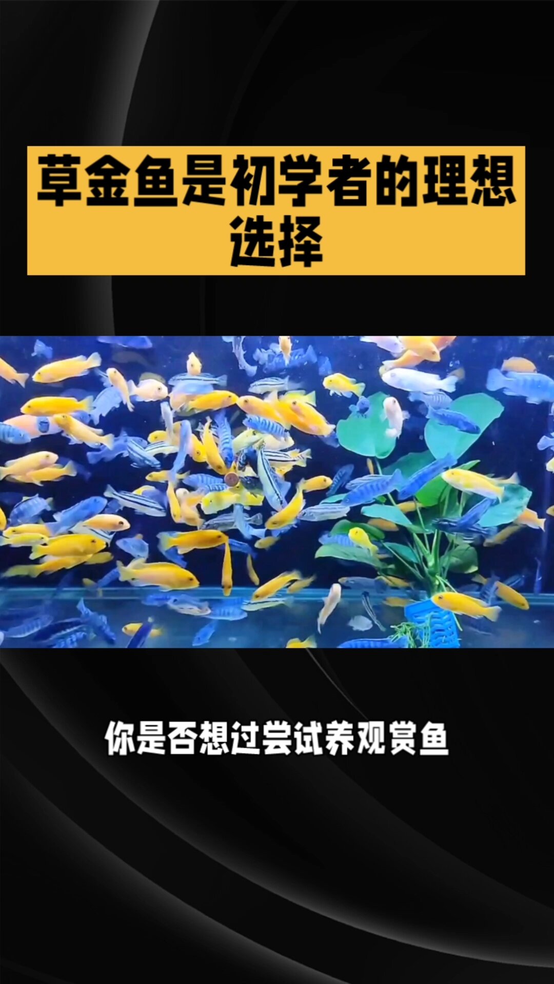 养殖草金鱼:9个步骤轻松入门