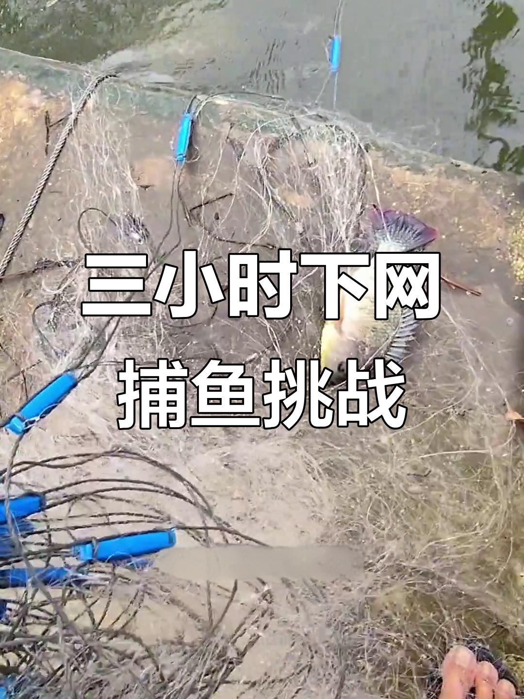 三个小时下网捕鱼，能抓多少？围网与拦河网的巧妙配合