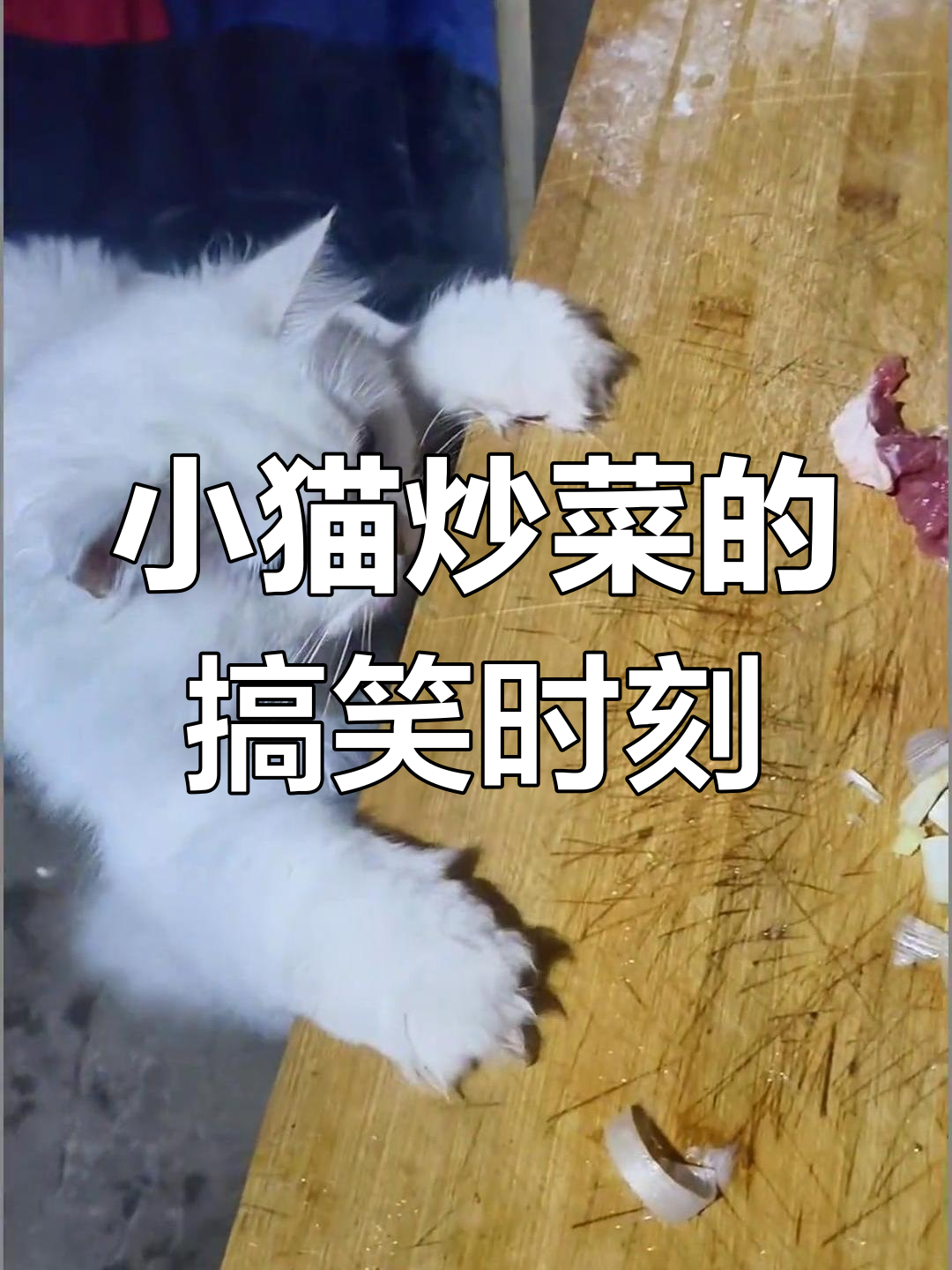 猫咪炒菜现场,萌态十足!
