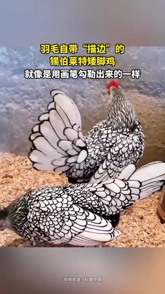 羽毛自带“描边”的锡伯莱特矮脚鸡