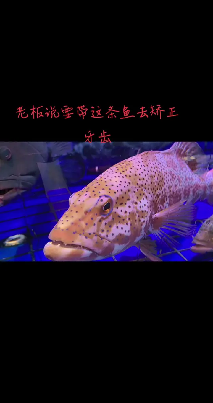 带着小孩来看牙这些鱼不刷牙 怎么牙齿这么白
