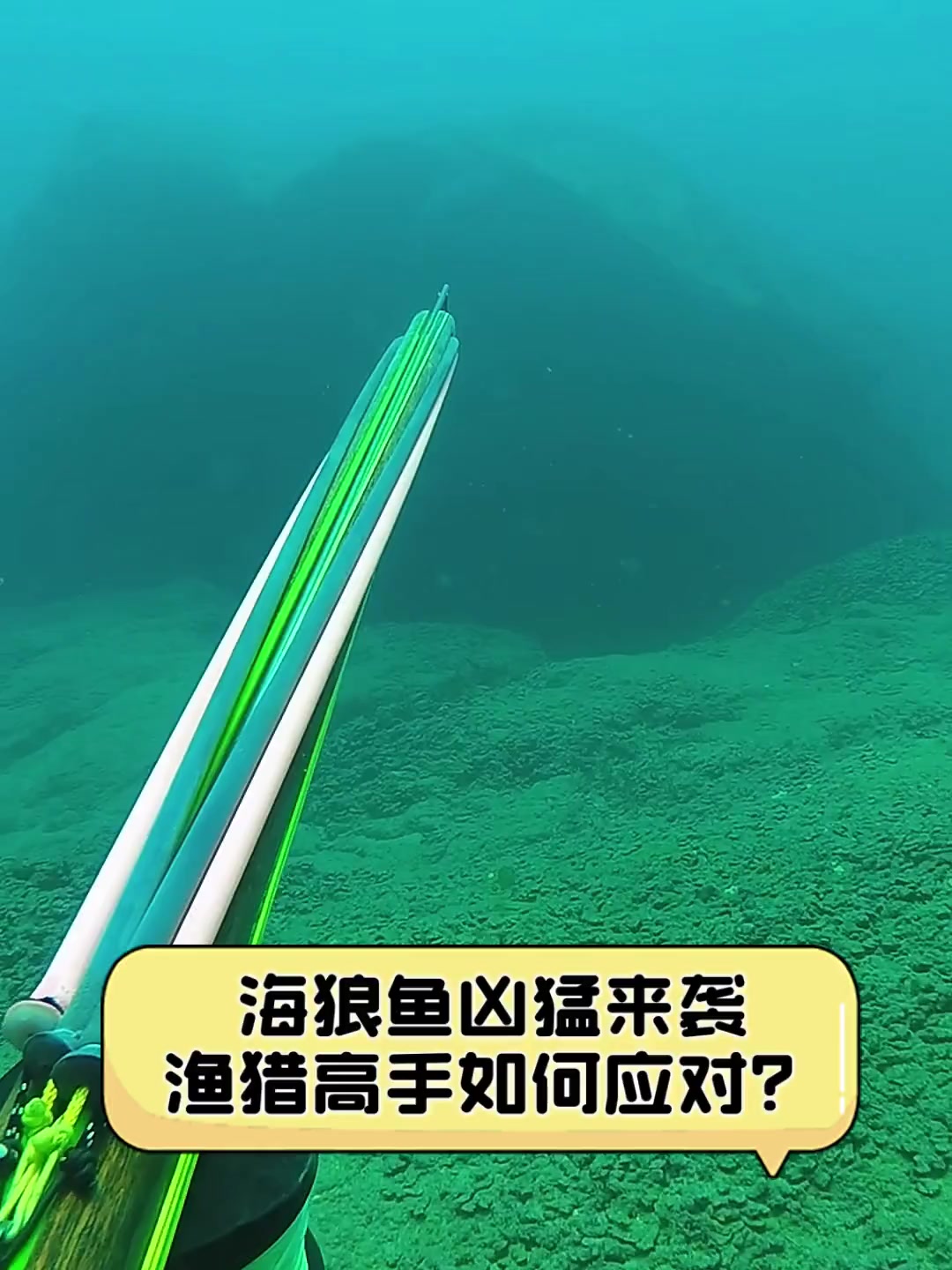 海狼鱼凶猛来袭,渔猎高手如何应对?