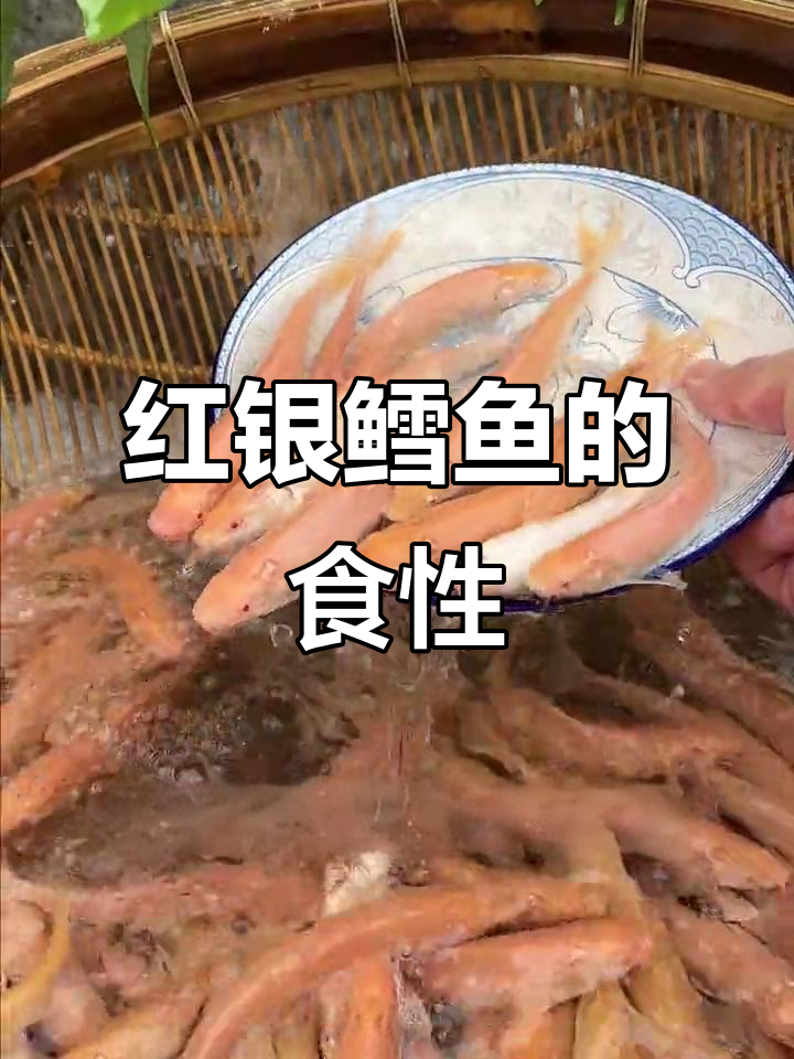 红银鳕鱼偏爱水草与粗粮,养殖需合理搭配食物