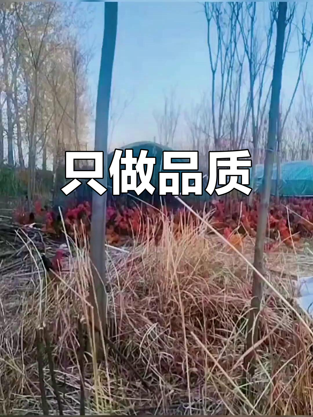 古蔺姬三三麻辣鸡:品质与满意度的坚持
