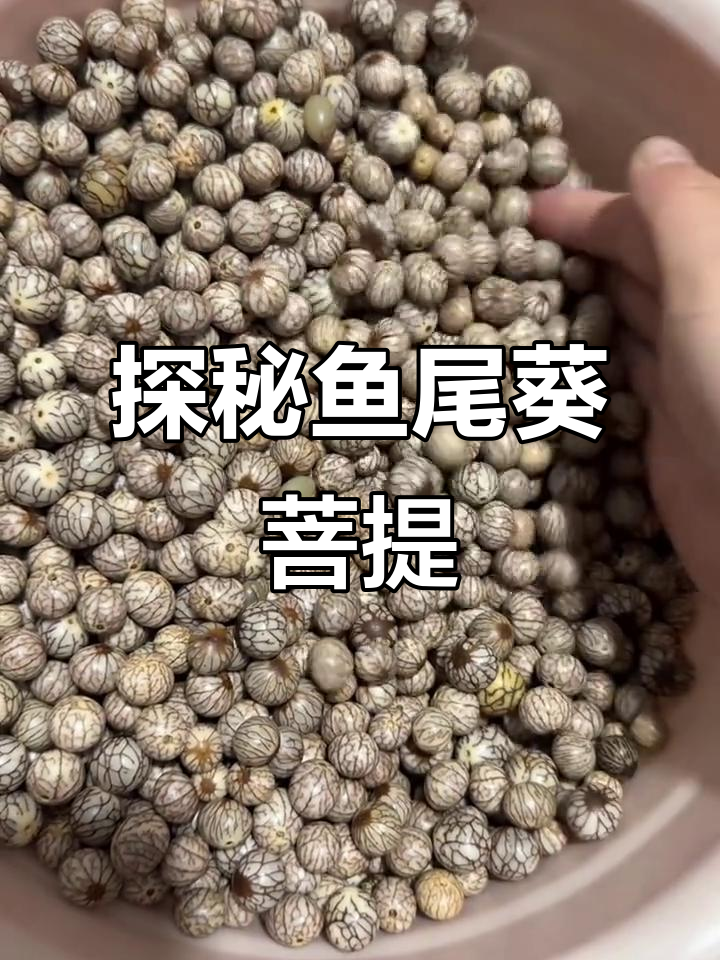 鱼尾葵菩提的秘密与魅力