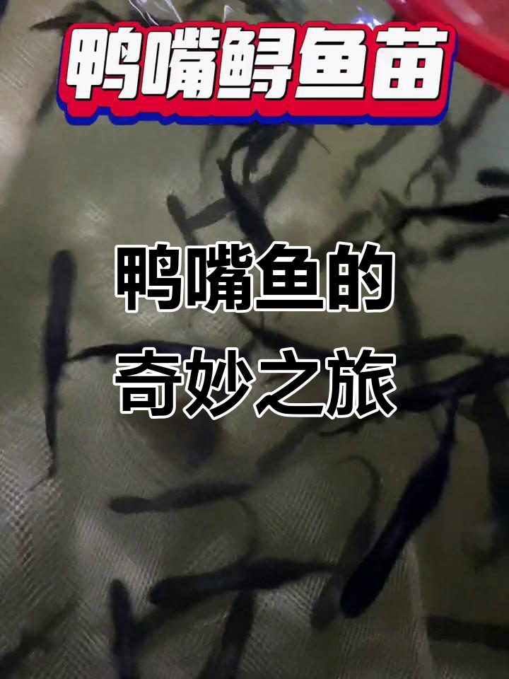 鸭嘴鱼,淡水珍稀大鱼,生长迅速,适应性强