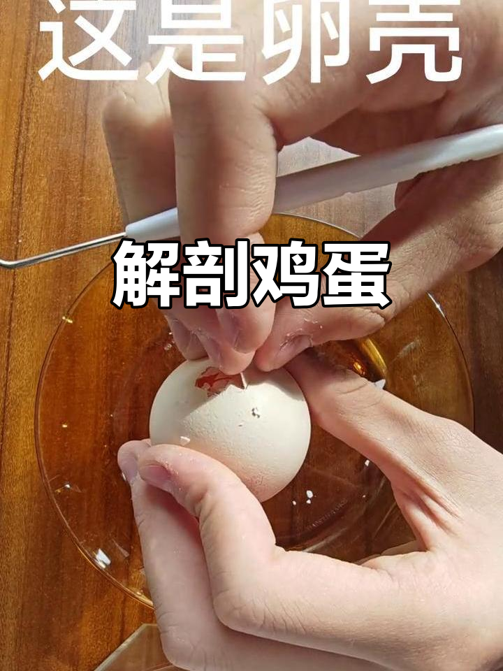 鸡蛋内部大揭秘,原来是这样构成的!