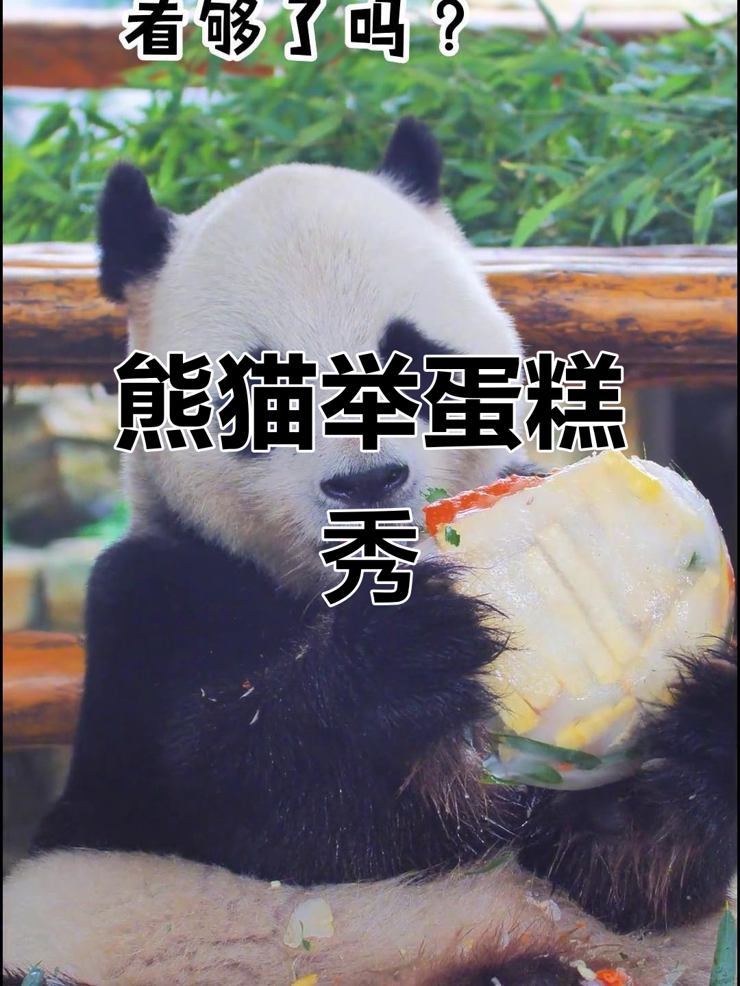 国宝熊猫双手举蛋糕,展示5秒萌态十足
