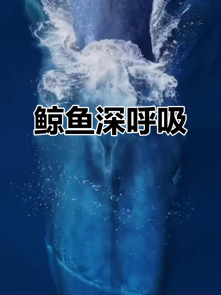 深海鲸鱼浮出水面换气,4K高清震撼画面