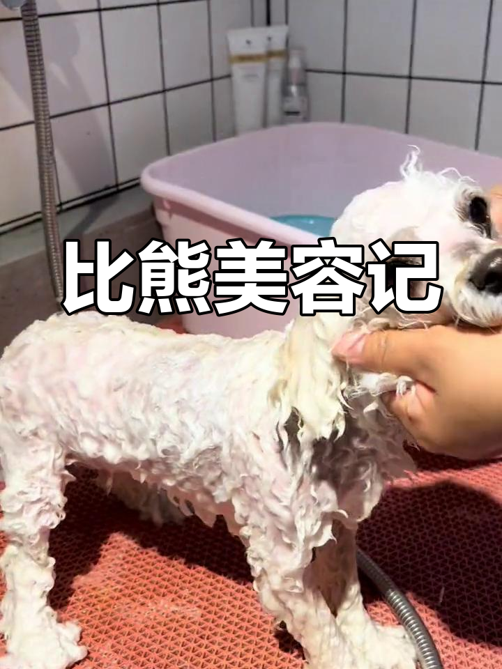 小比熊修毛大变身,奶酪宝太乖了!