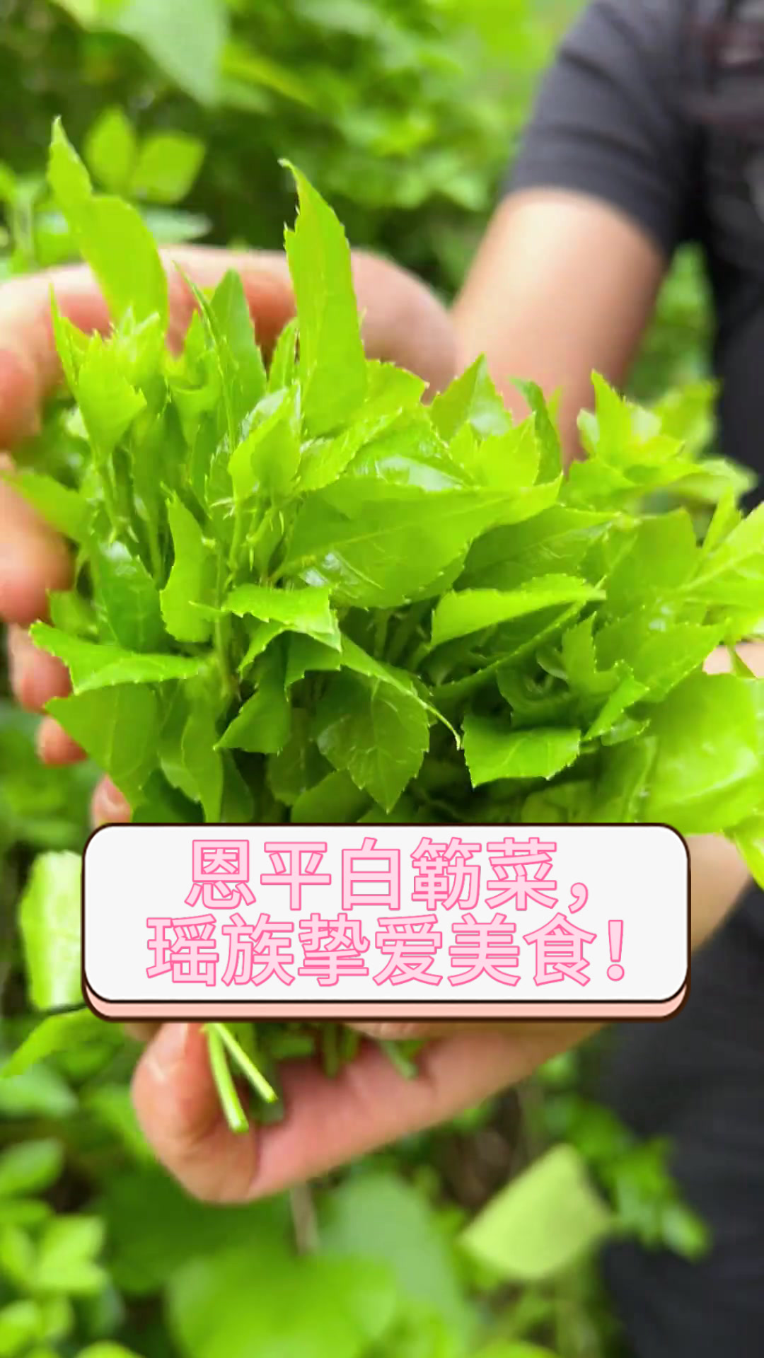恩平白簕菜，瑶族挚爱美食！