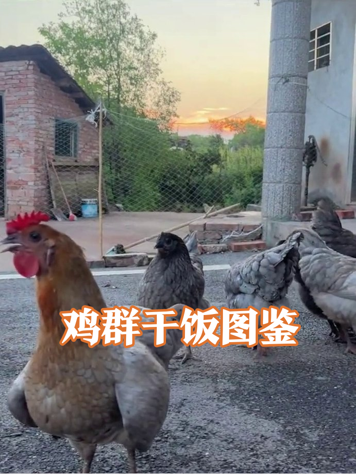 农家院鸡群上演干饭争霸赛,红冠大哥监工太有戏