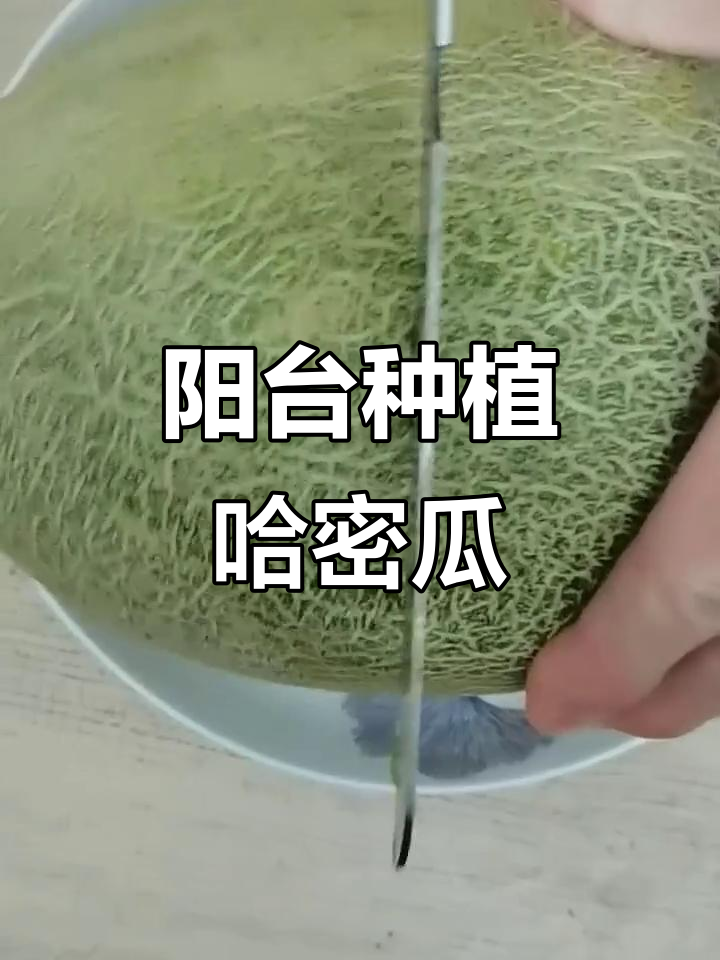 在阳台种哈密瓜,种子埋土里,期待它发芽成长!
