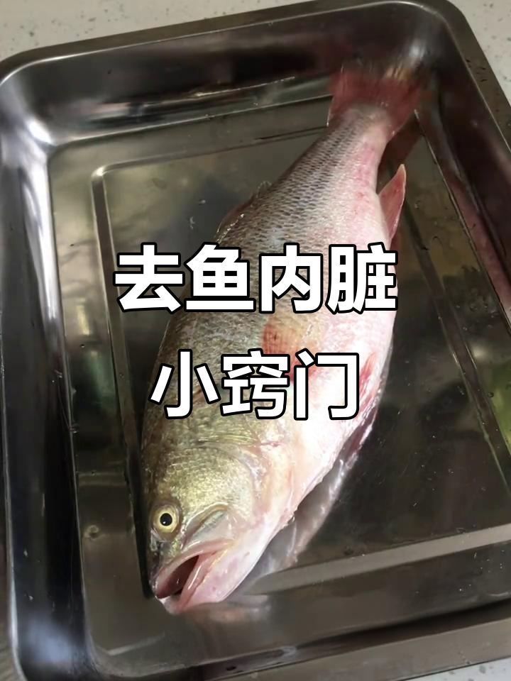 轻松去鱼内脏，教你快速处理滑子鱼的技巧
