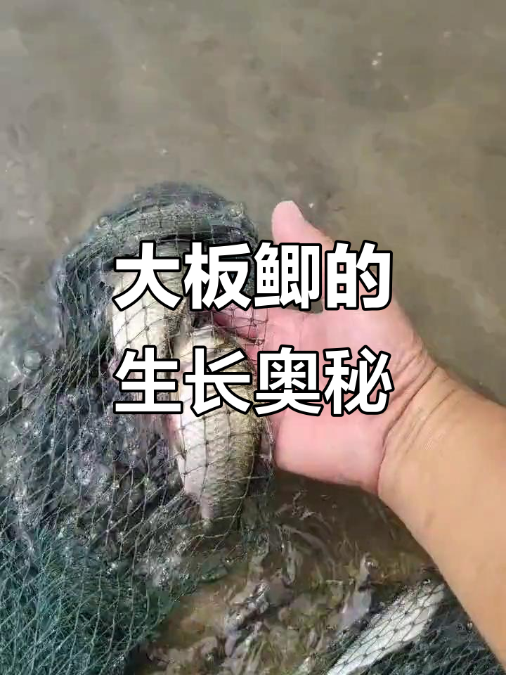 野生大板鲫为何难钓？揭秘生长周期与繁殖过程