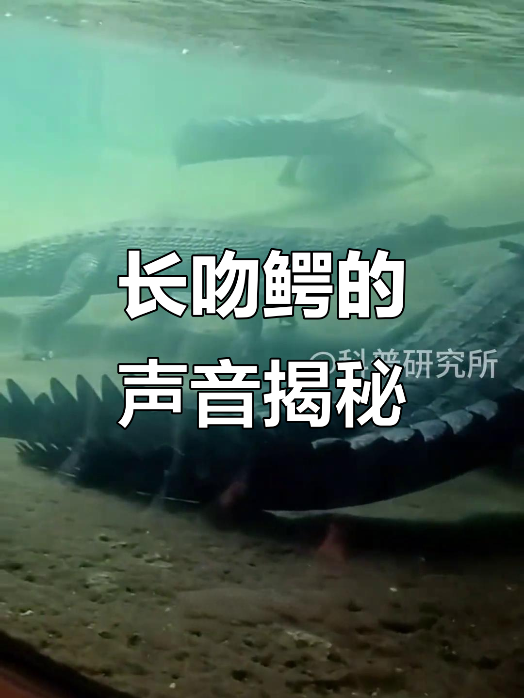 鳄鱼叫声竟如此特别,长吻鳄的独特魅力