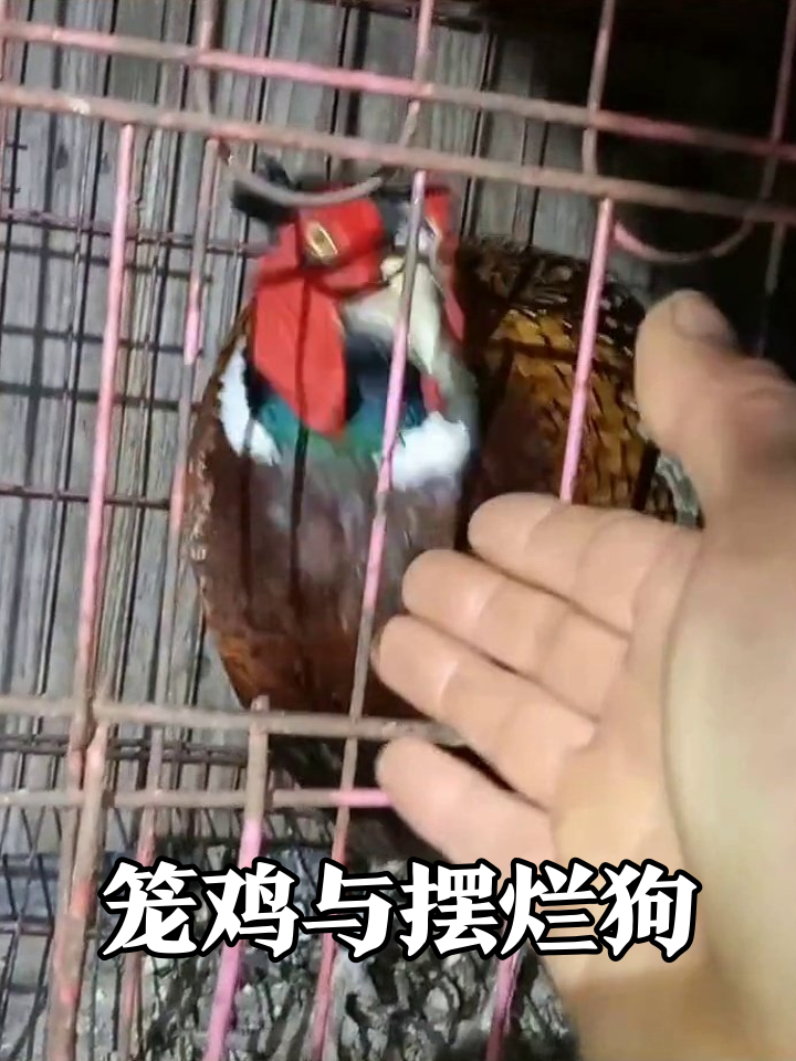 野鸡笼子里装委屈,狗子一旁躺平看戏