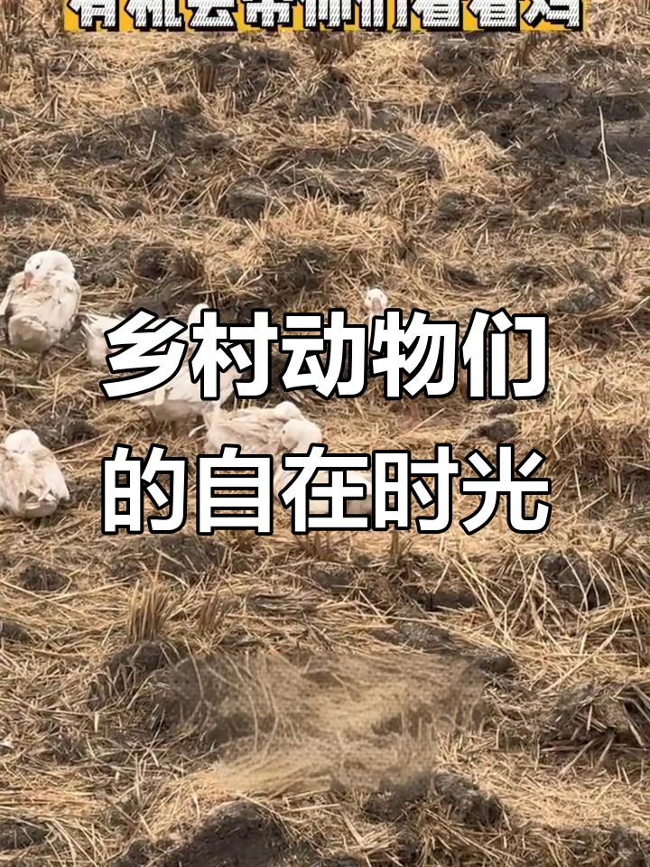 农村养殖的纯朴生活,鸭子悠闲觅食,鹅自由漫步